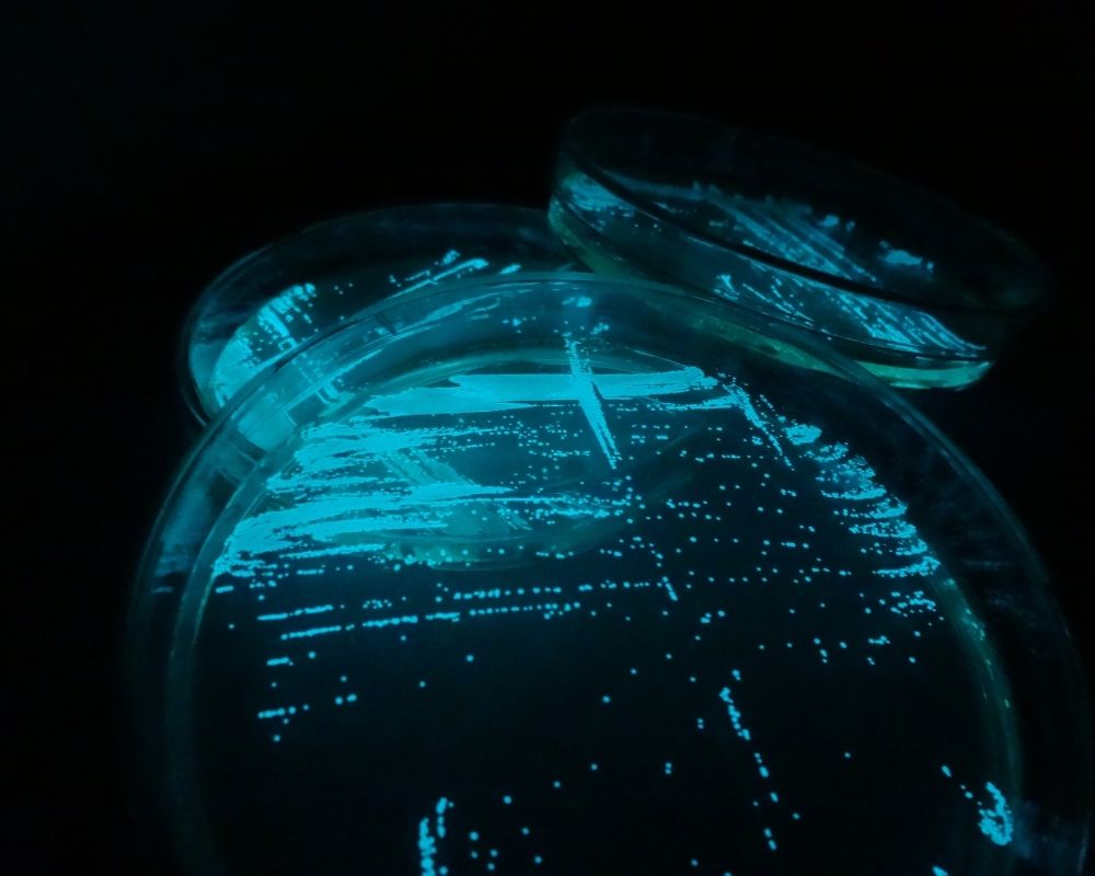 Gel bioluminescent 1